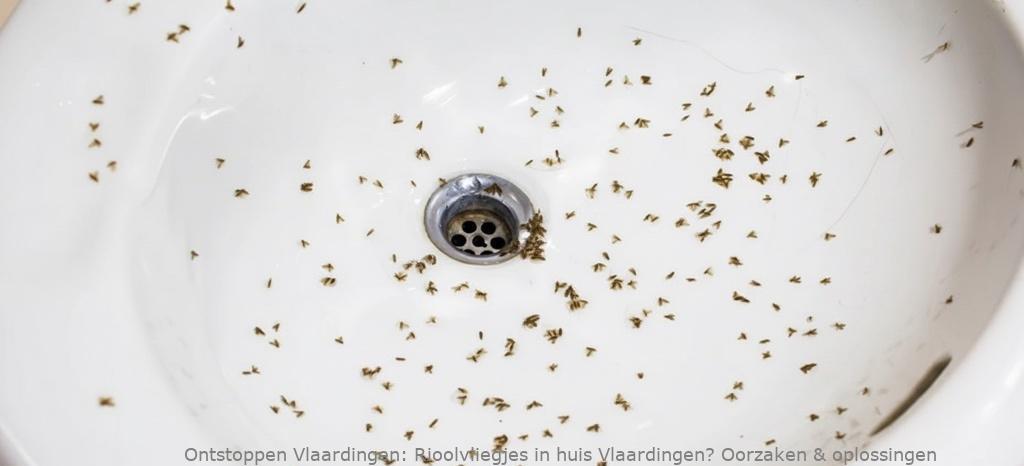 Rioolvliegjes in huis Vlaardingen? Oorzaken & oplossingen